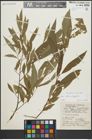 Foto von Salix alba L. x Salix fragilis L.